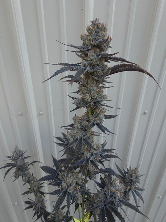 Bodacious Berries 54 (Frizzle Frazzle x Lunch $) Snips