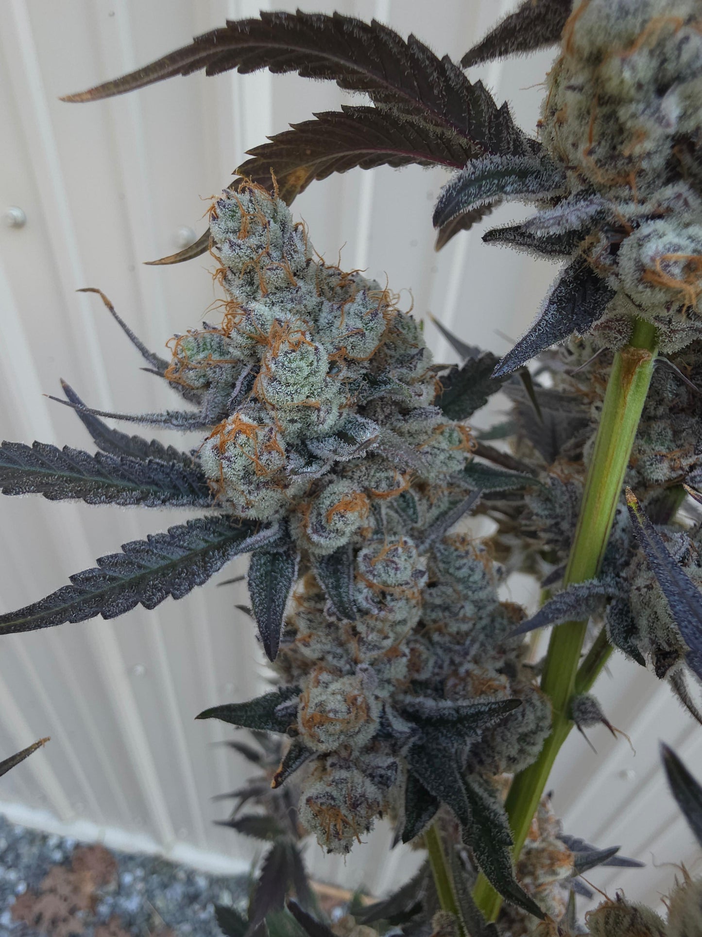 Bodacious Berries 54 (Frizzle Frazzle x Lunch $) Snips