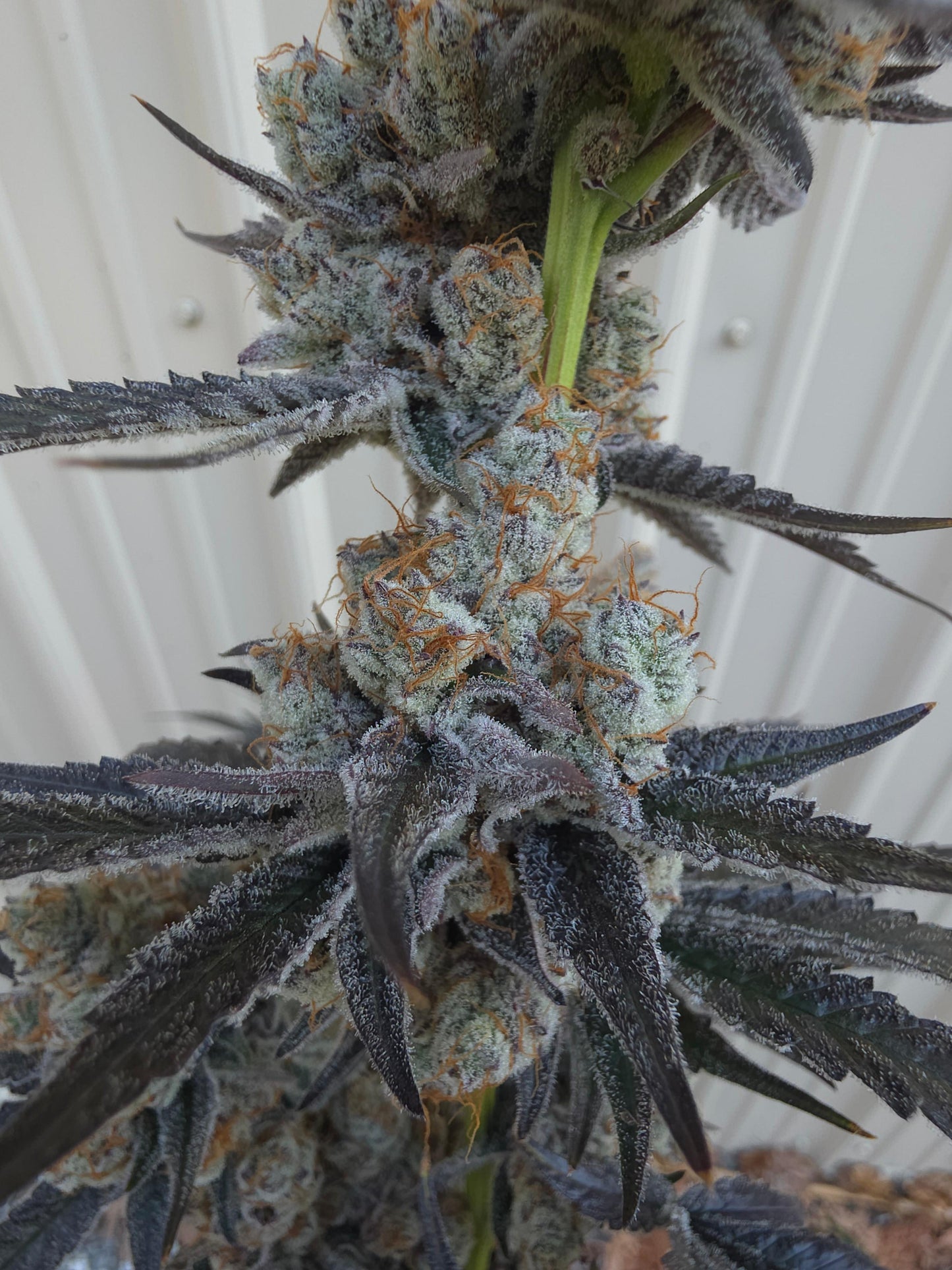 Bodacious Berries 54 (Frizzle Frazzle x Lunch $) Snips