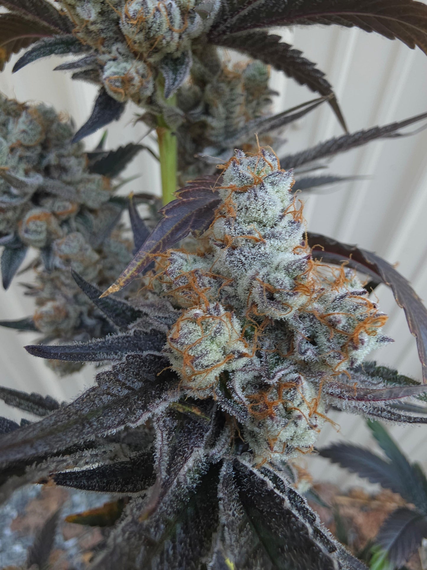 Bodacious Berries 54 (Frizzle Frazzle x Lunch $) Snips