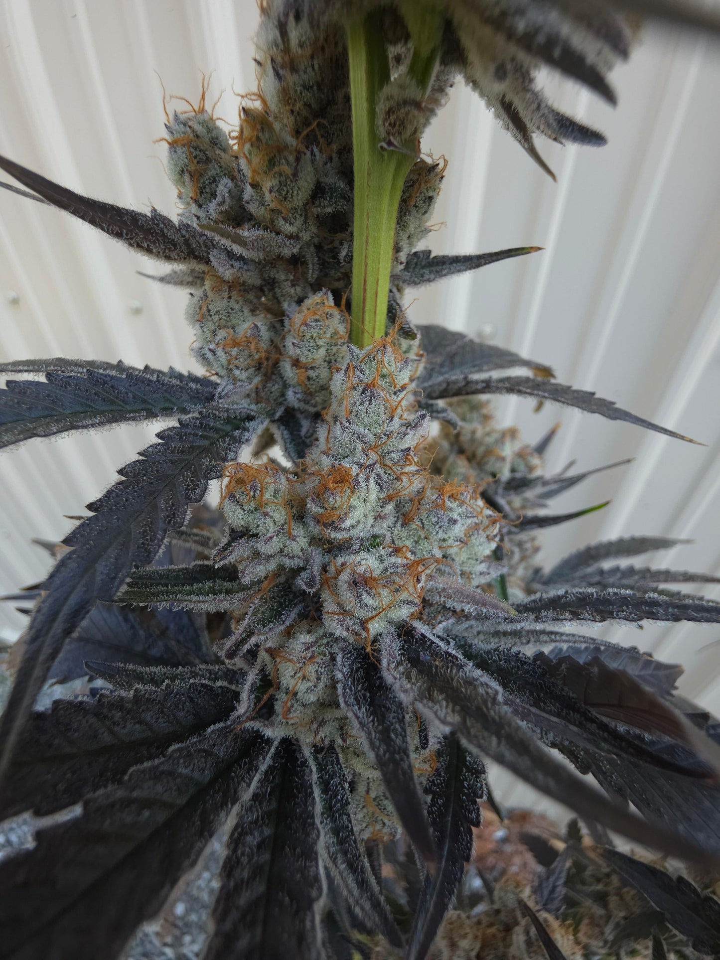 Bodacious Berries 54 (Frizzle Frazzle x Lunch $) Snips
