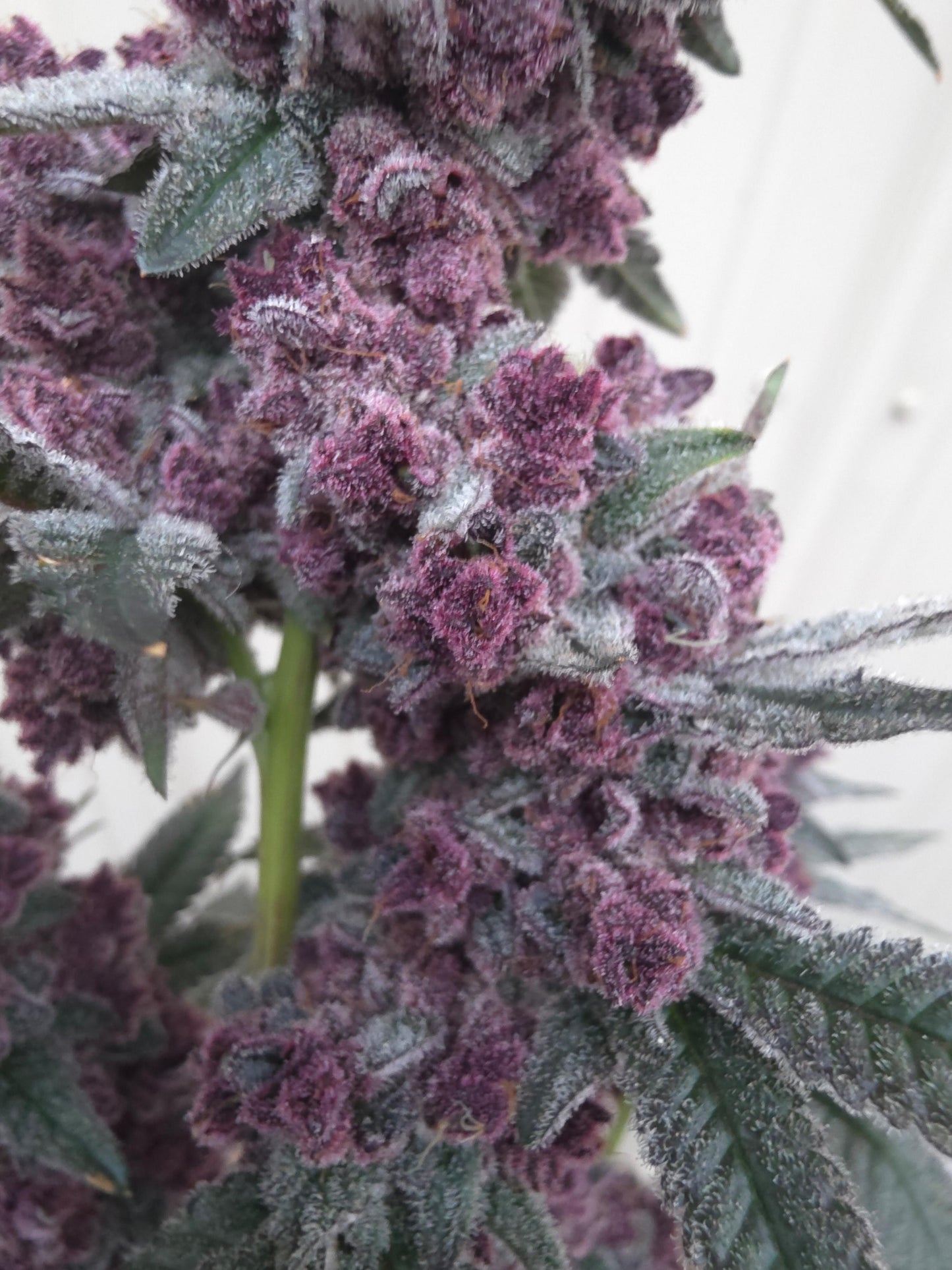 Frozen Cherrycanna 39 (Frozen Bag x Trop Cherry) Snips