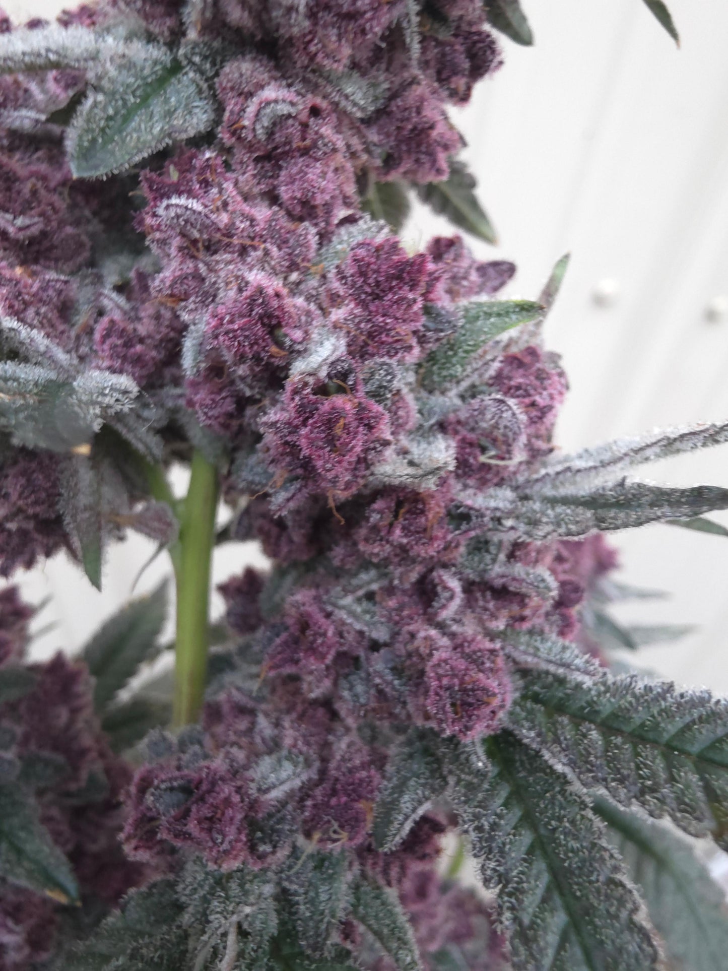 Frozen Cherrycanna 39 (Frozen Bag x Trop Cherry) Snips