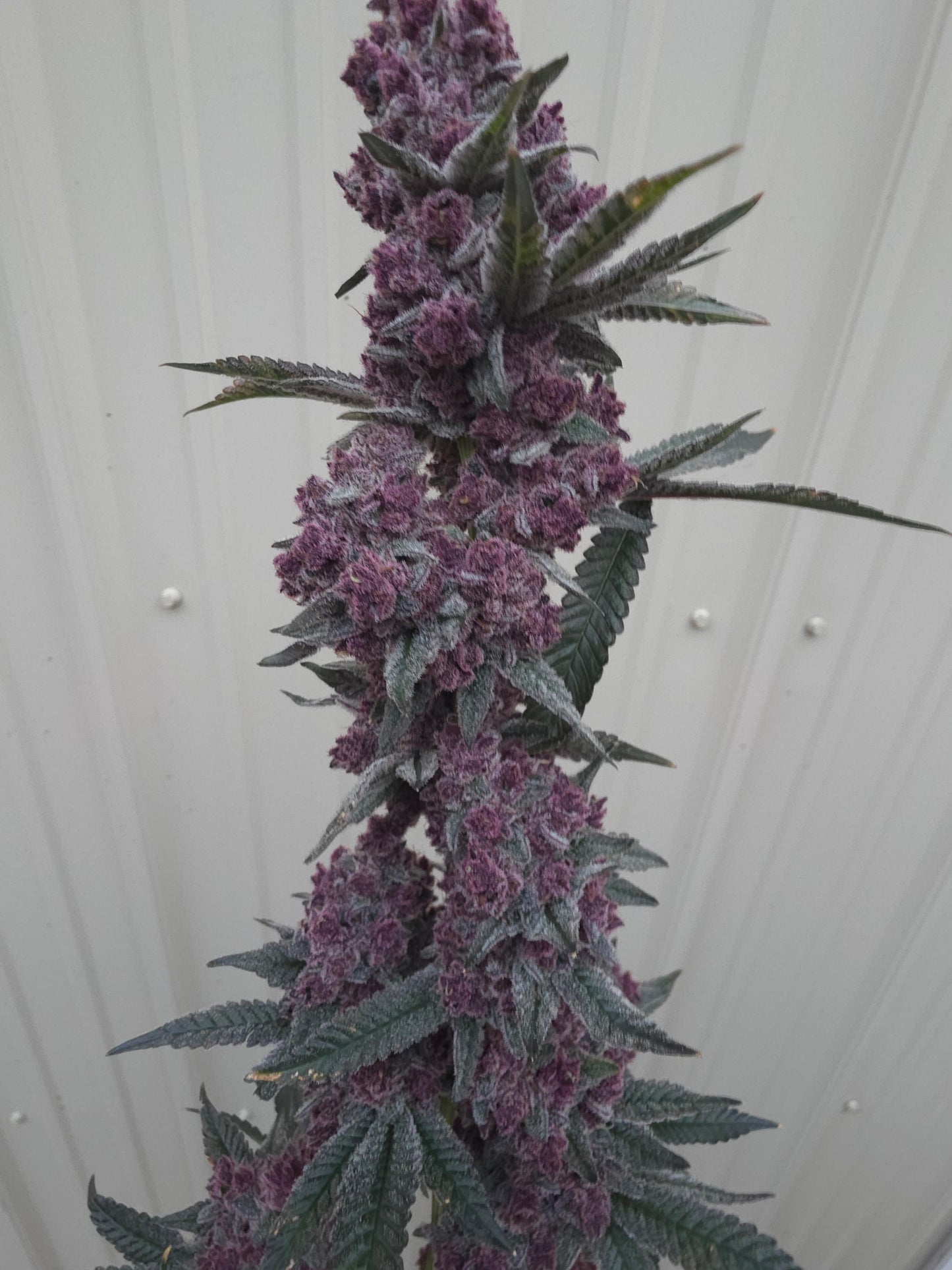 Gangrene (Frozen Cherry Canna x Black Matter) 6pk Fems