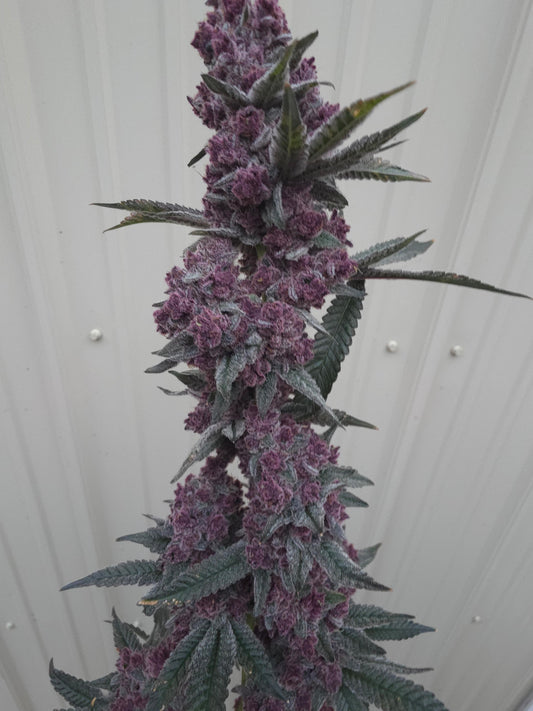 Frozen Cherrycanna 39 (Frozen Bag x Trop Cherry) Snips