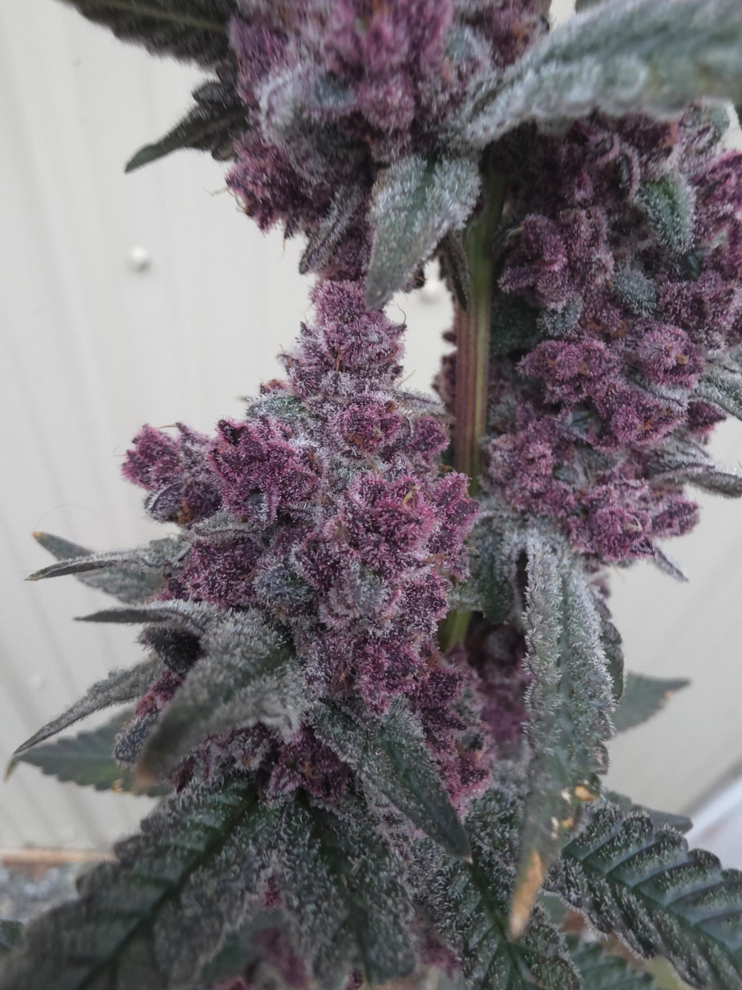 Frozen Cherrycanna 39 (Frozen Bag x Trop Cherry) Snips