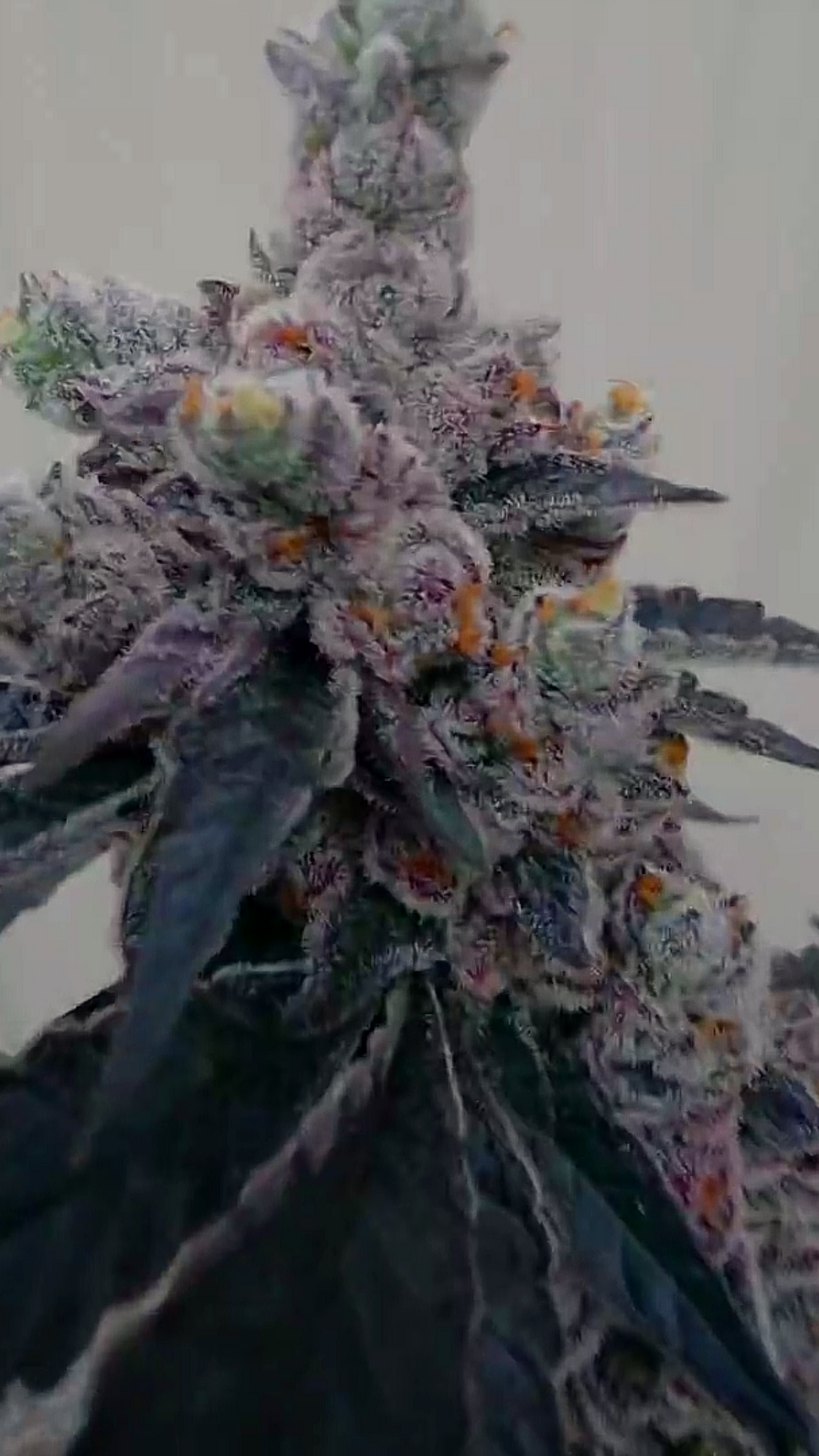 Lord Bandrilla (Slumplord 73 x Banaffy Taffy 46) 6pk Fems