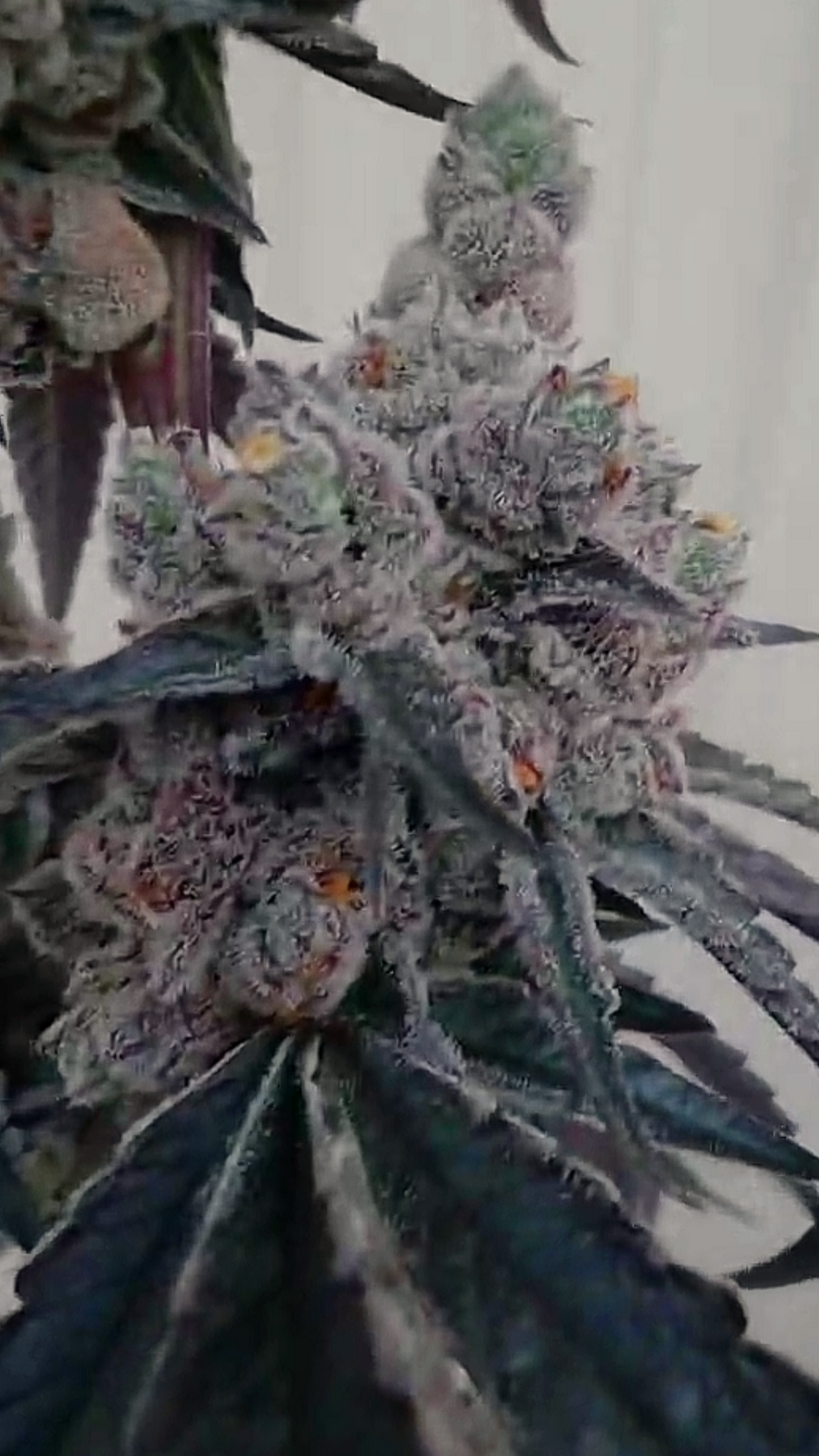 Lord Bandrilla (Slumplord 73 x Banaffy Taffy 46) 6pk Fems