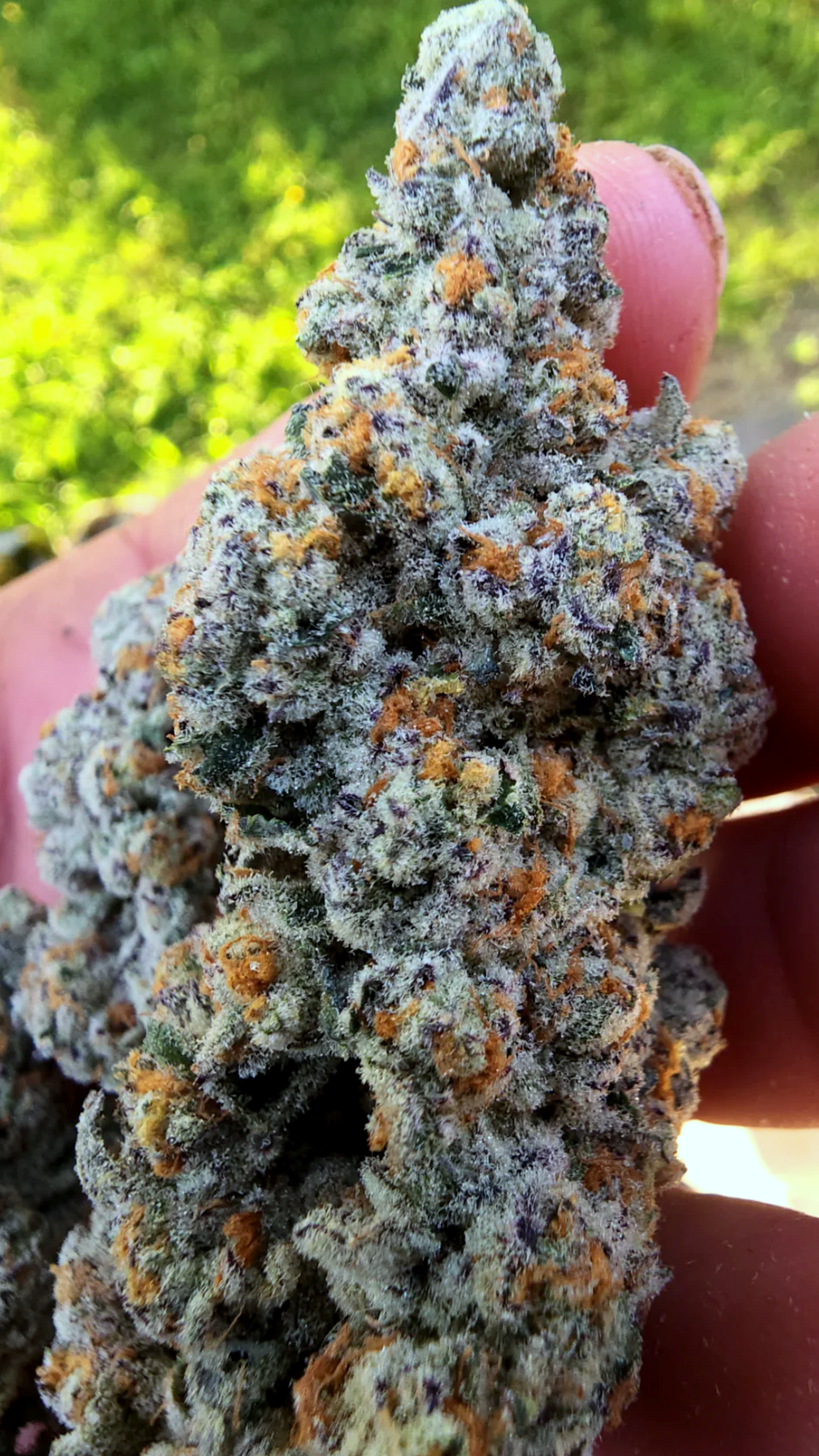 Lord Bandrilla (Slumplord 73 x Banaffy Taffy 46) 6pk Fems