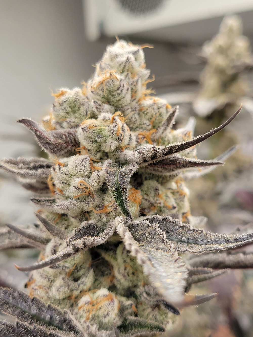 
                      thep22 — Bodacious Berries 54
                    