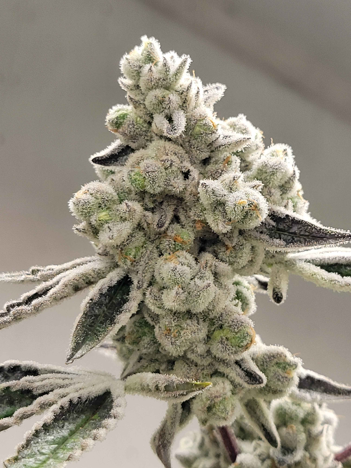 MALEVOLOUZZ (Lituya Bay 20 × Zznackz) 6pk Fems