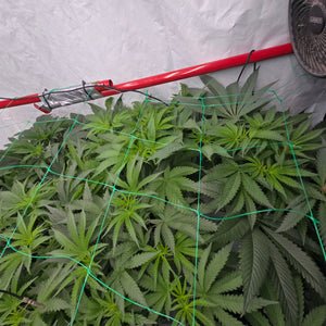 Rds420