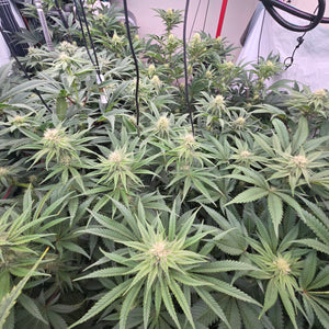 Rds420